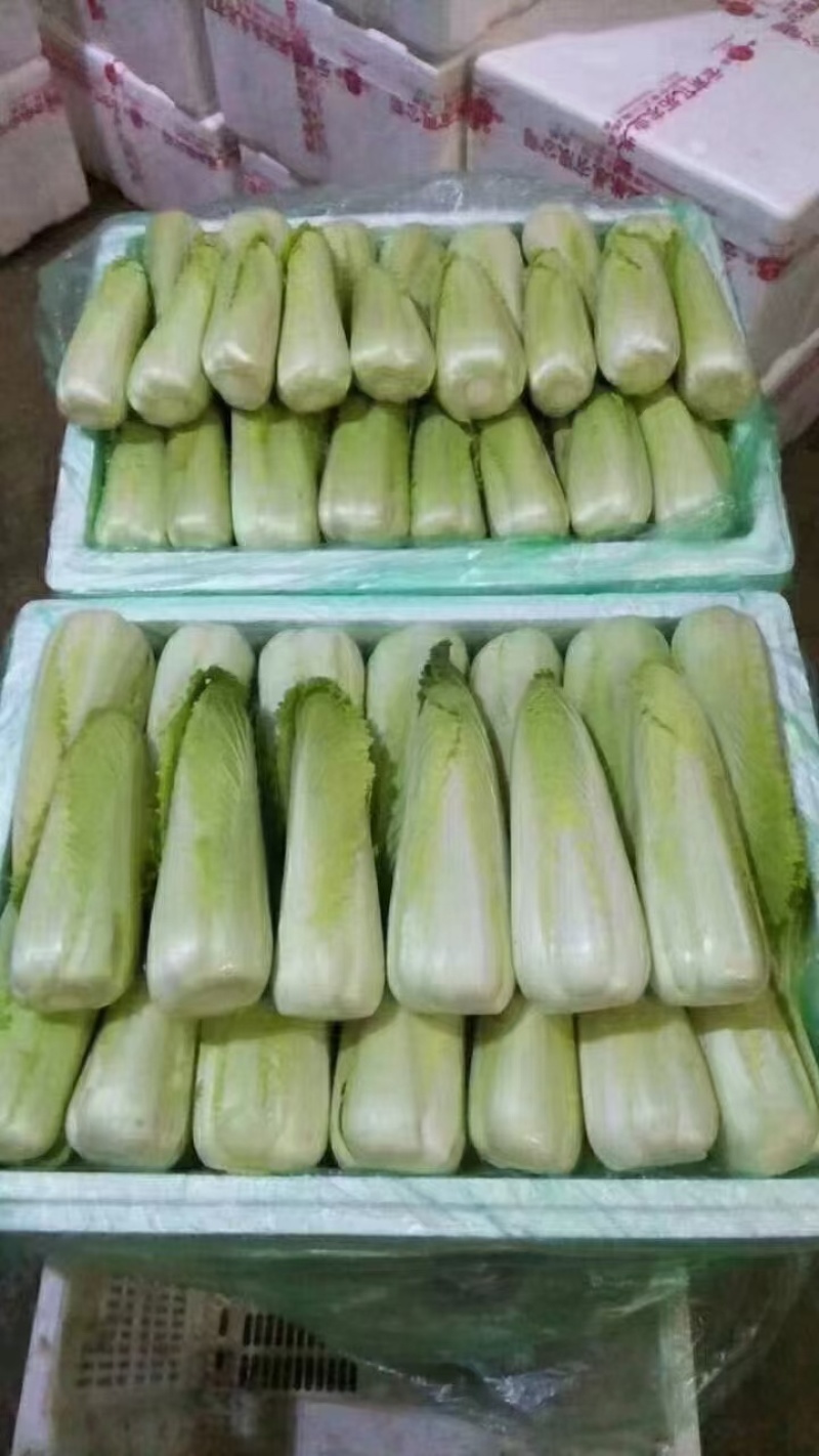 云南高山龙牙菜