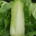 云南高山龙牙菜