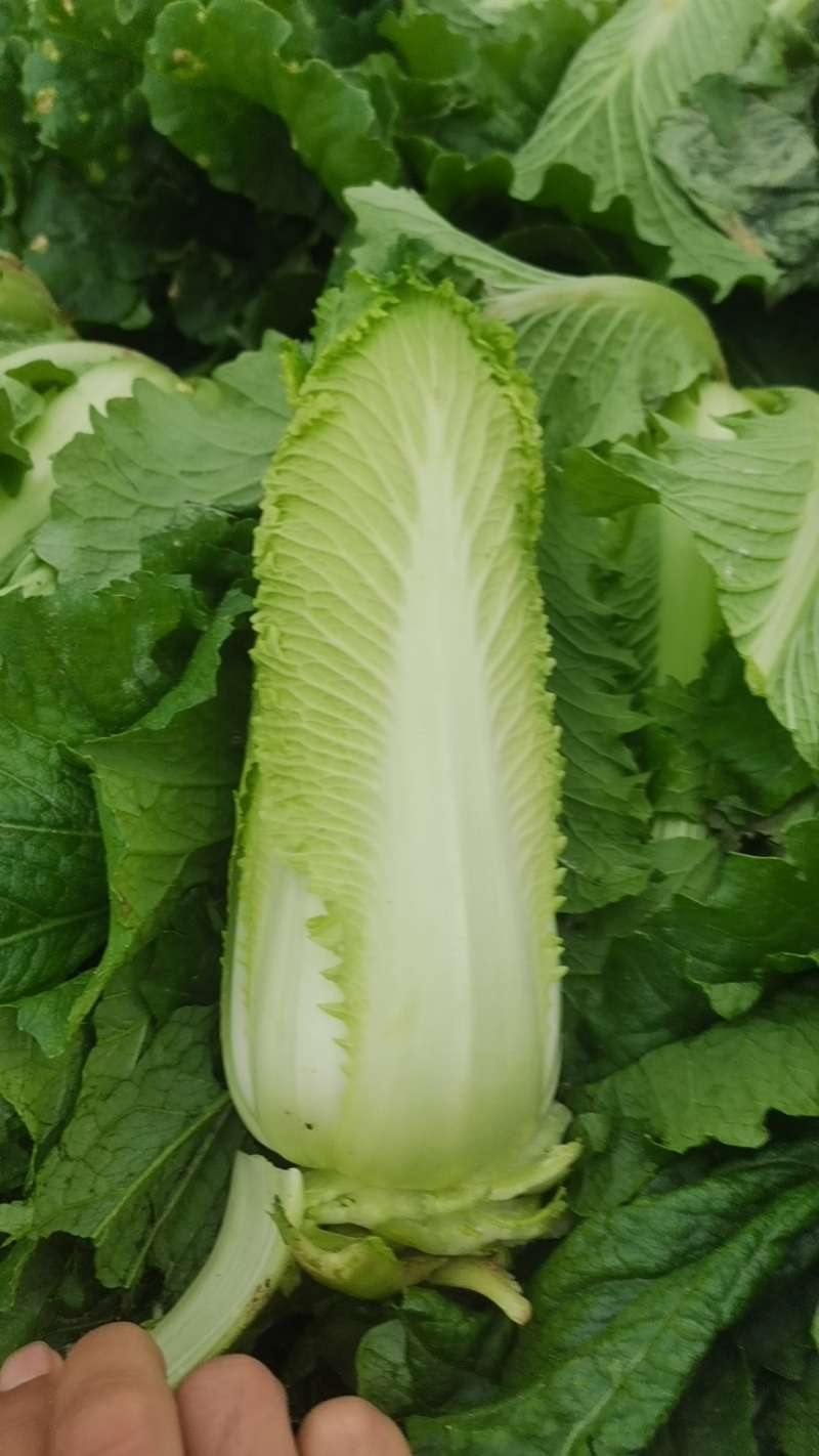 云南高山龙牙菜