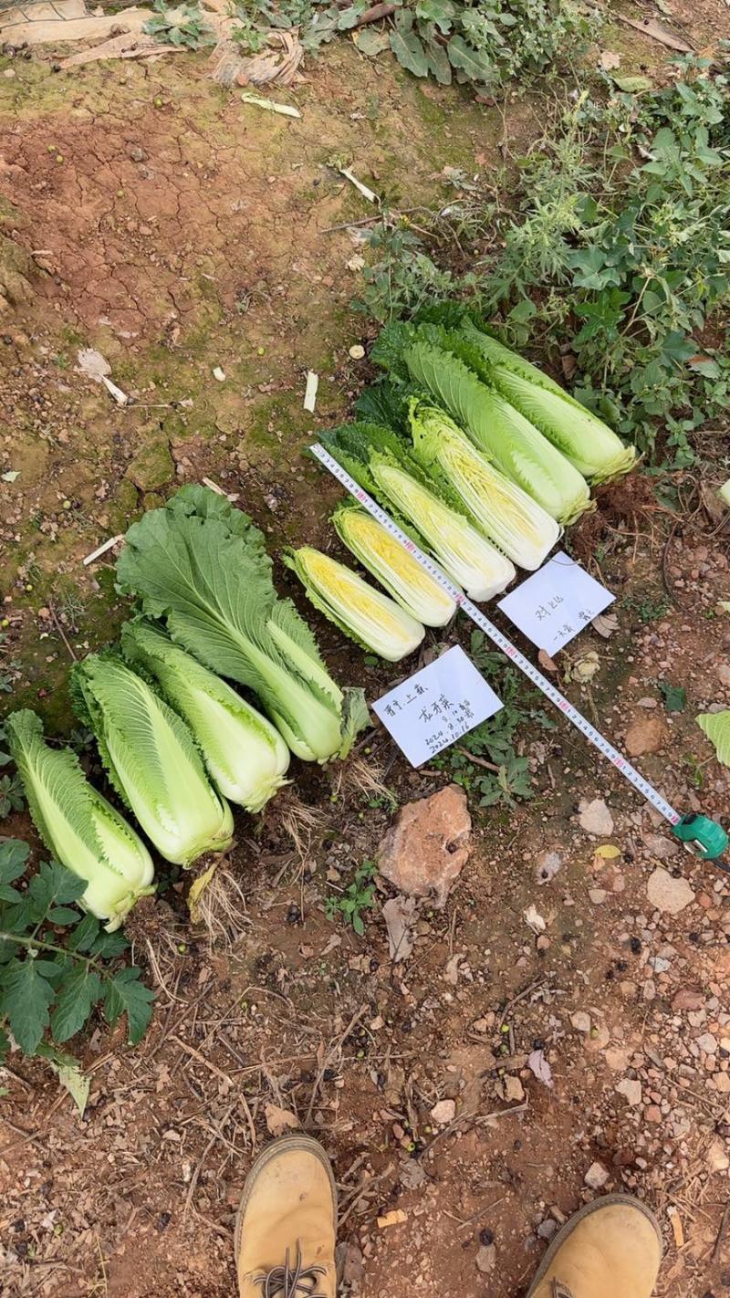 云南高山龙牙菜