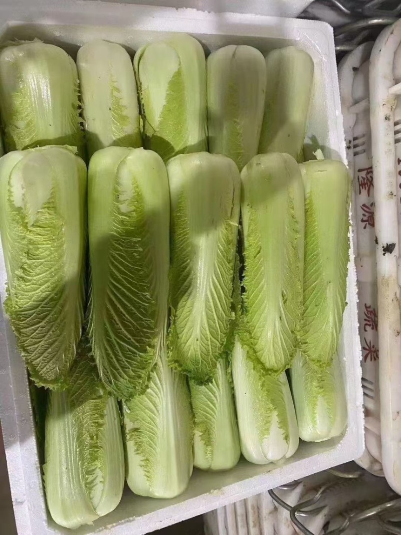云南高山龙牙菜