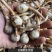 原产地直销云南大中小茨菇新鲜慈菇大量进出货全球发货】