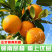 【果园速发】一件代发赣南脐橙当季特橙子新鲜水果纽荷尔手剥