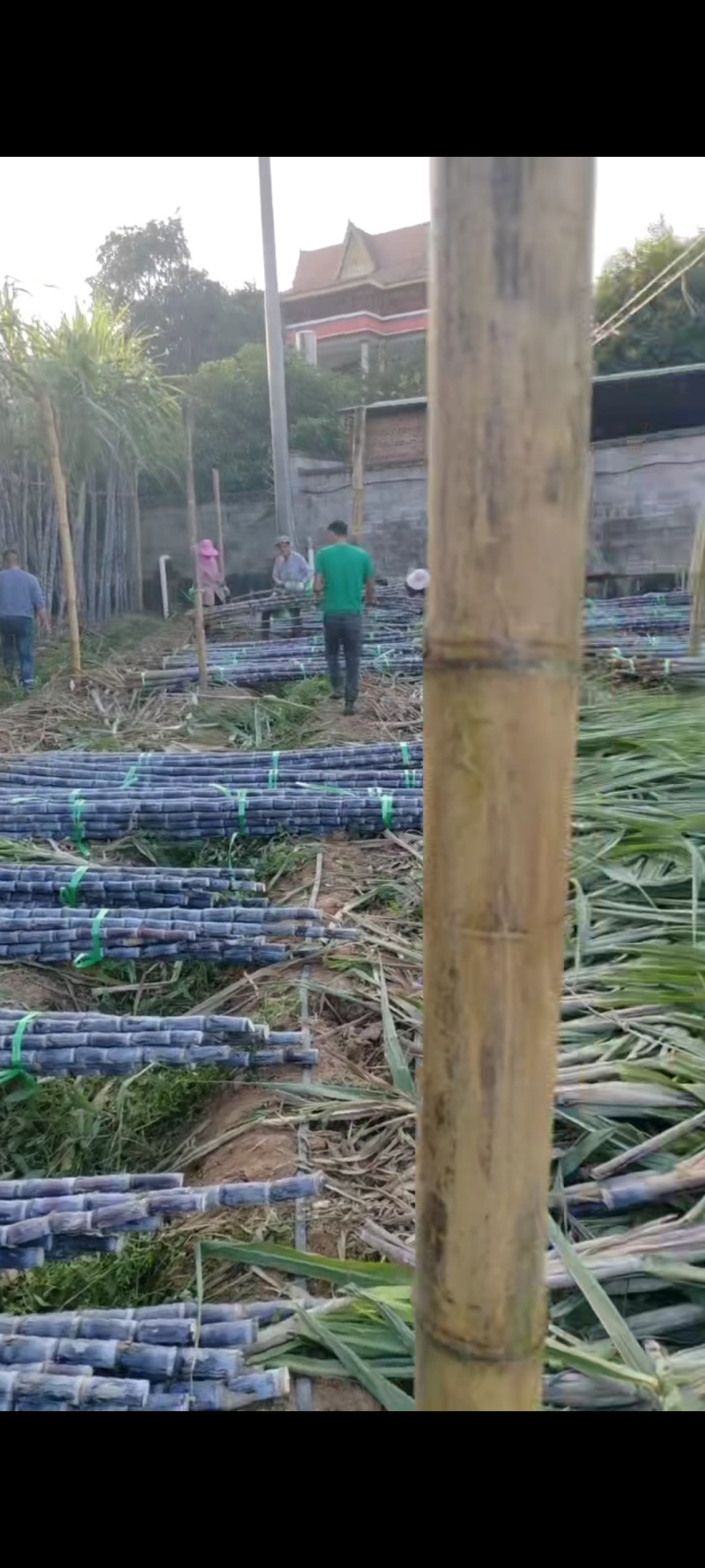 云南黑皮甘蔗大量上市，可大量供应市场，电商商超