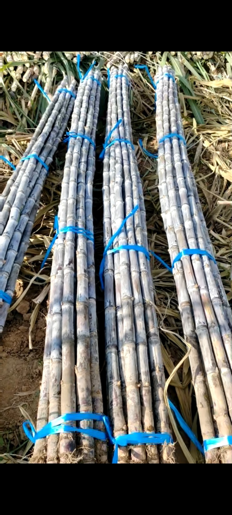 云南黑皮甘蔗大量上市，可大量供应市场，电商商超