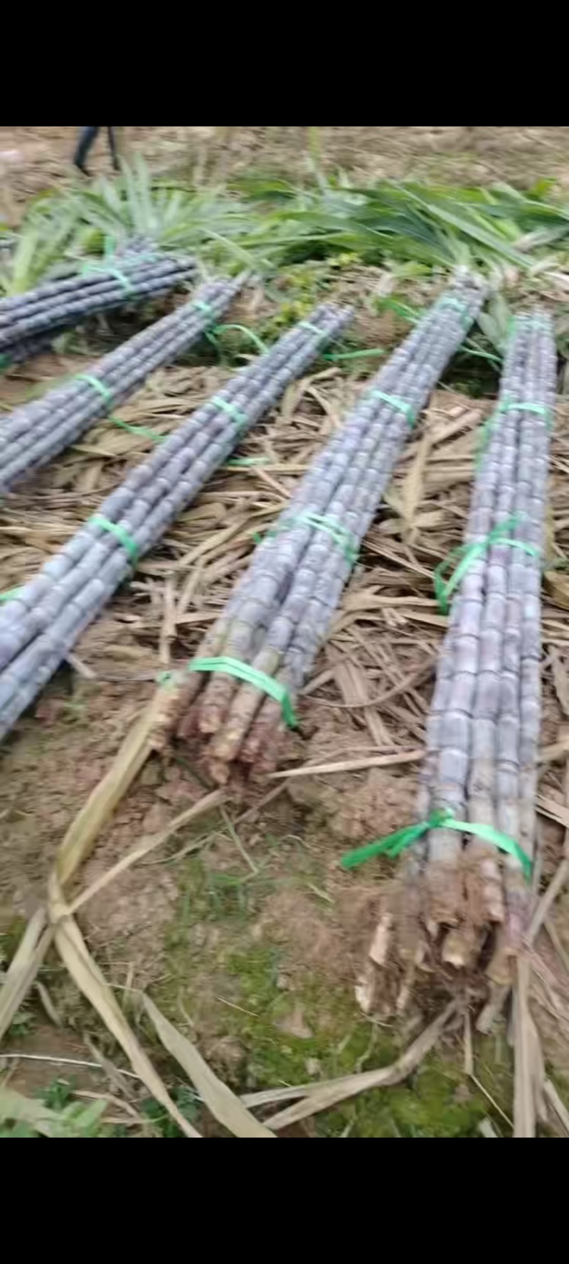 云南黑皮甘蔗大量上市，可大量供应市场，电商商超