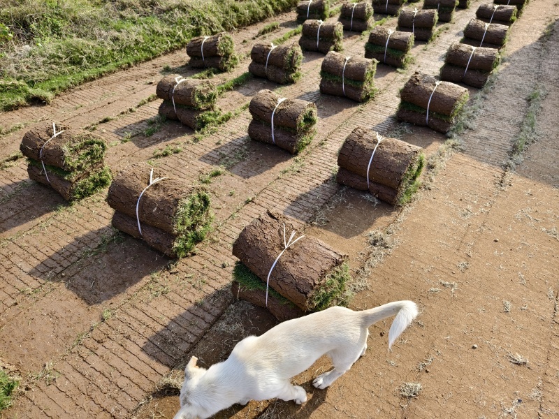 河南省南阳市草坪基地，百慕大草坪，马尼拉草坪大量供应