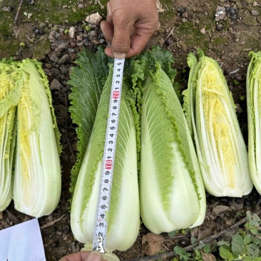 云南高山龙牙菜
