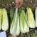 云南高山龙牙菜