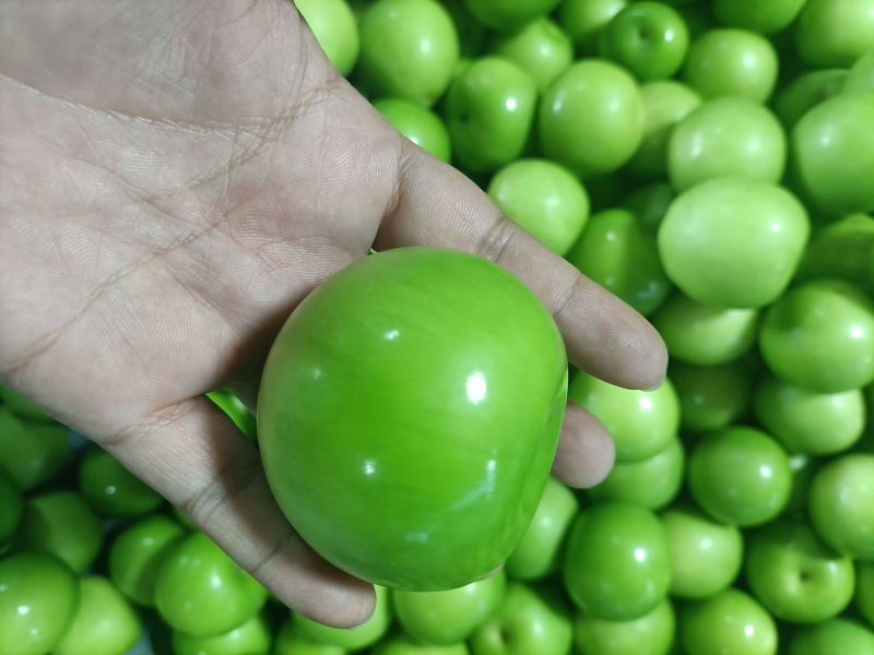 福建云霄台湾牛奶枣，皮肤个头都漂亮