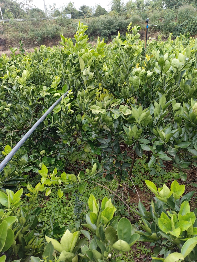 伦晚脐橙苗