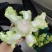 儿菜四川儿菜毛货净货对接商超，光儿子厂货均大量有货