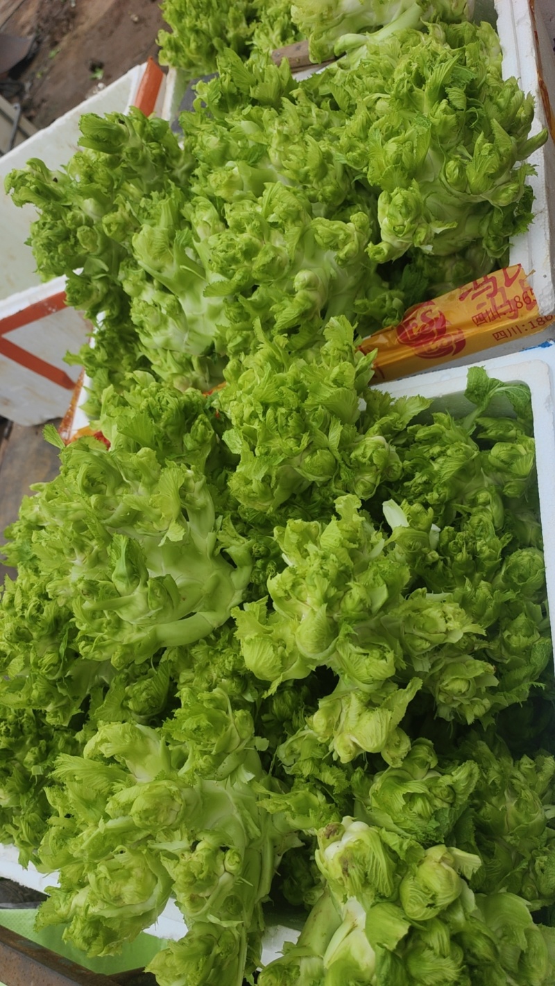 儿菜四川儿菜毛货净货对接商超，光儿子厂货均大量有货