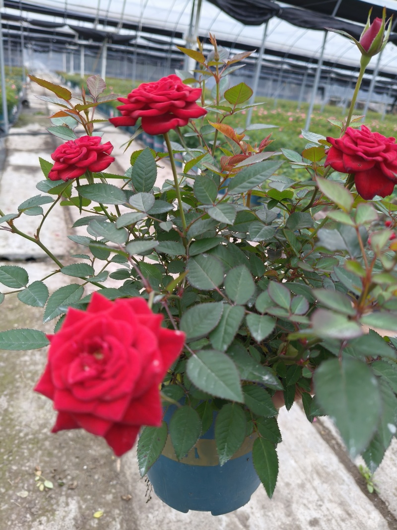 欧月淑女、果汁阳台、桔红180杯、1加伦、1.5加伦有量