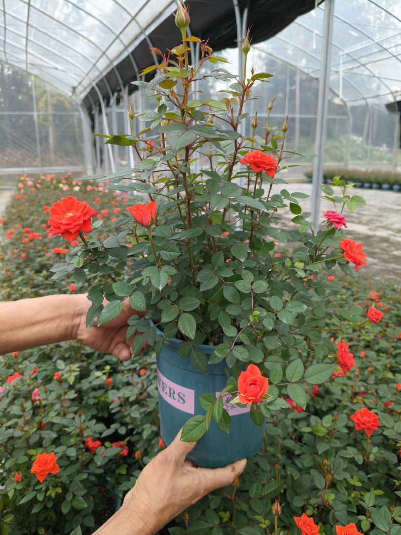 欧月淑女、果汁阳台、桔红180杯、1加伦、1.5加伦有量