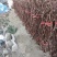 葡萄树苗，甜蜜蓝宝石葡萄树苗，基地直发签约种植