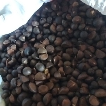 山野油茶籽