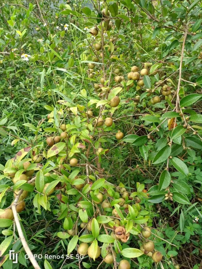 山茶油