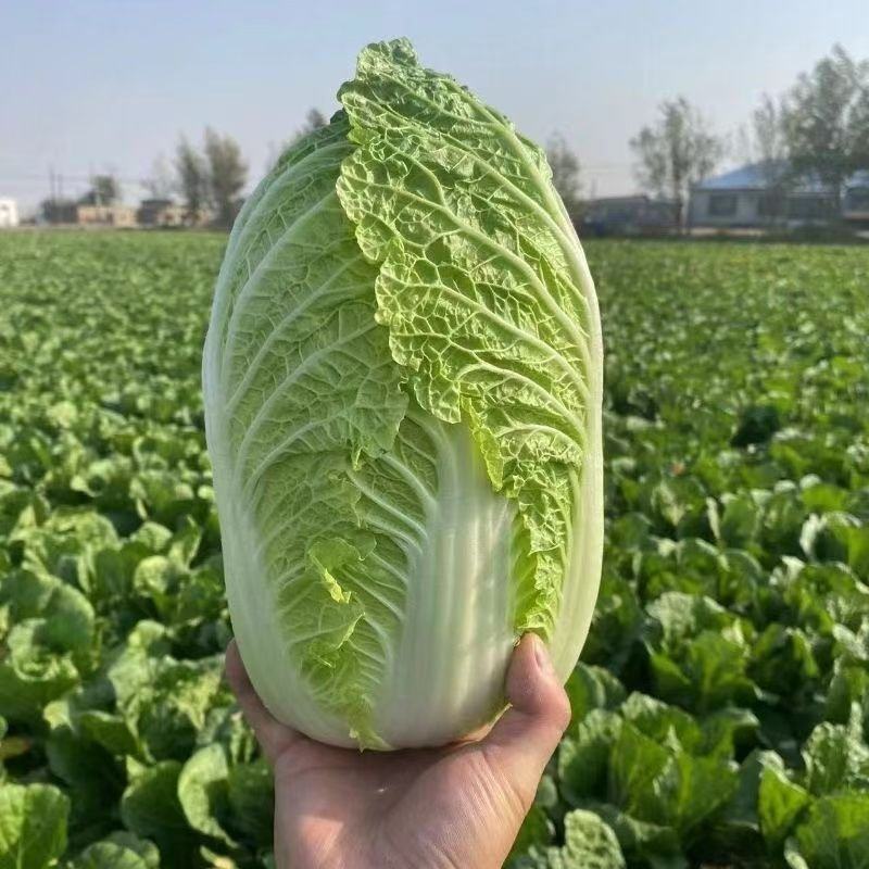 拼多多，淘宝，抖音，小红书，一件代发。提供直播场地食宿。