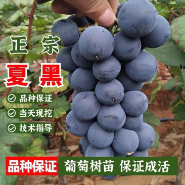 夏黑葡萄树苗，产地直发，签约合同，保证质量品种成活