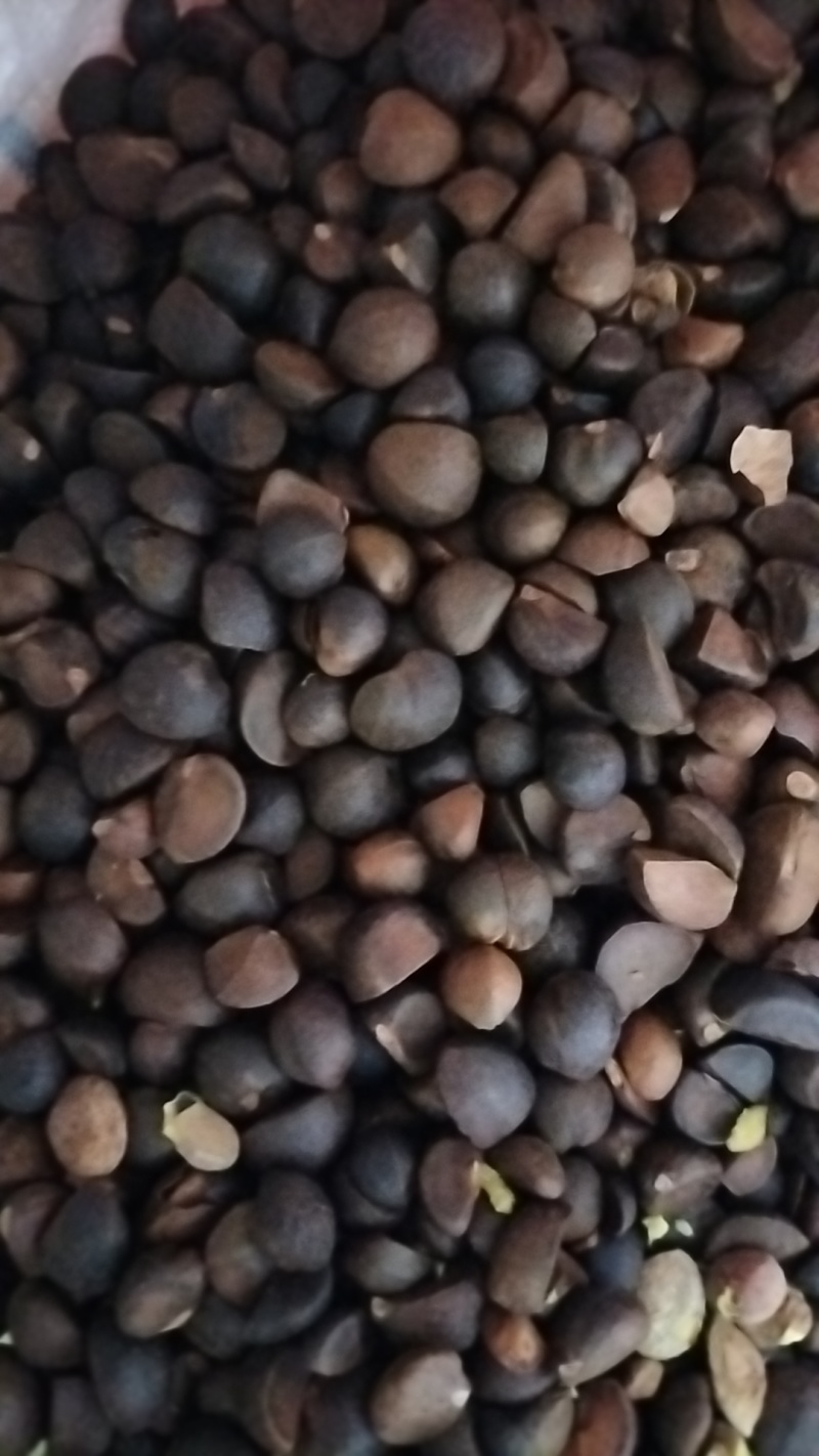 山野油茶籽