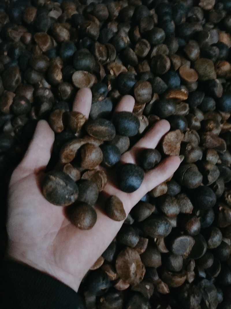 山野油茶籽