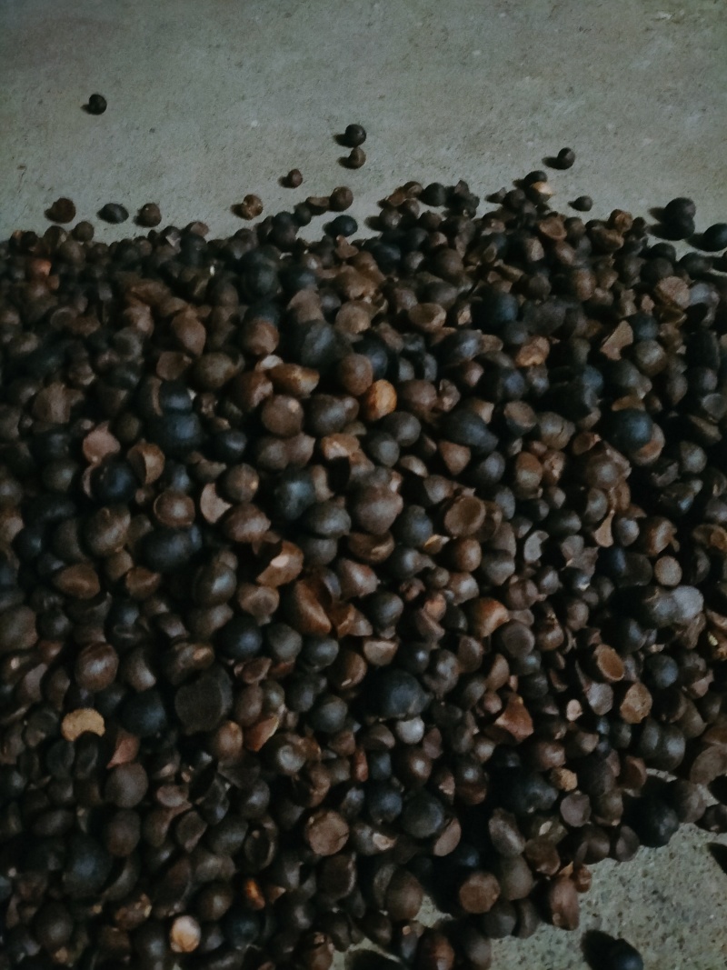 山野油茶籽
