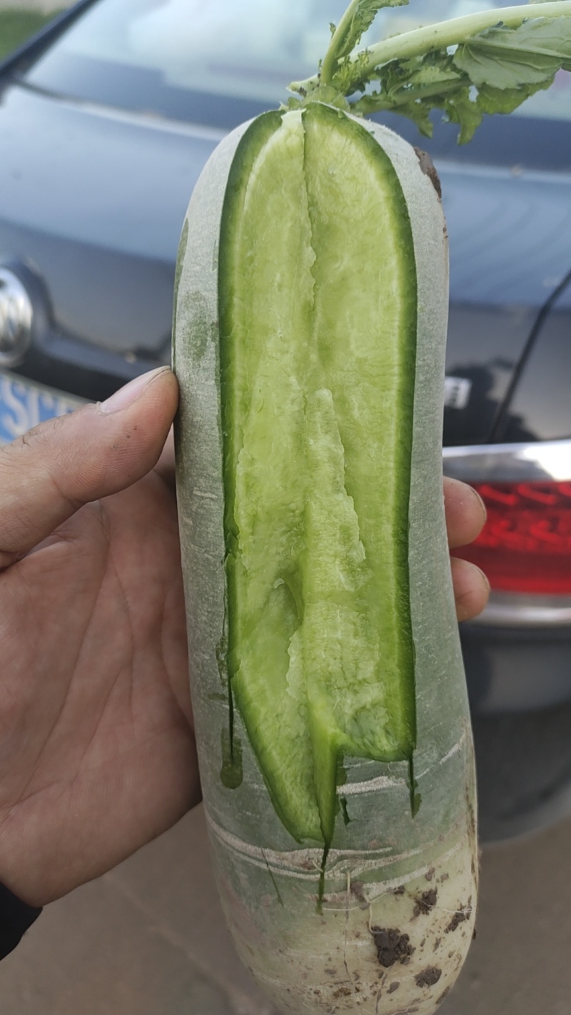 吉林公主岭水果萝卜上市，1斤~2斤起，欢迎采购！