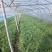 韭菜各种规格都有，价格可谈，自家种植，批发