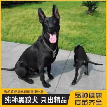 黑狼纯种黑狼犬