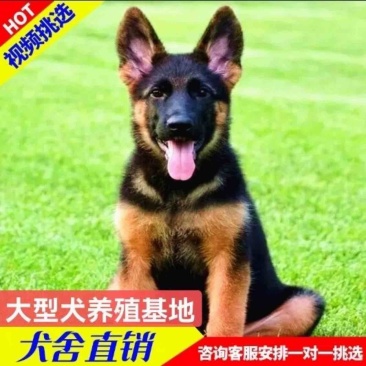 德国牧羊犬纯种德国牧羊犬