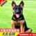 德国牧羊犬纯种德国牧羊犬