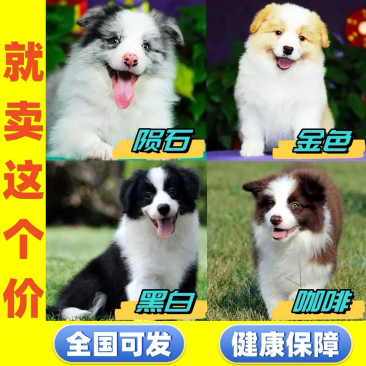 边牧陨石金边黑白咖啡幼犬公母都有疫苗齐全