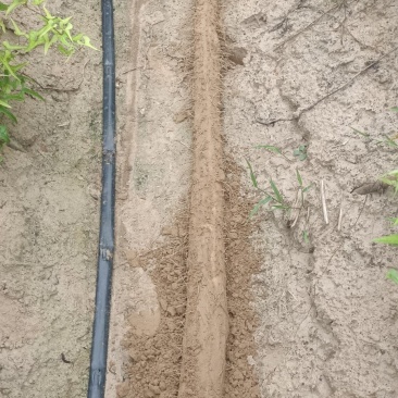 白玉山药