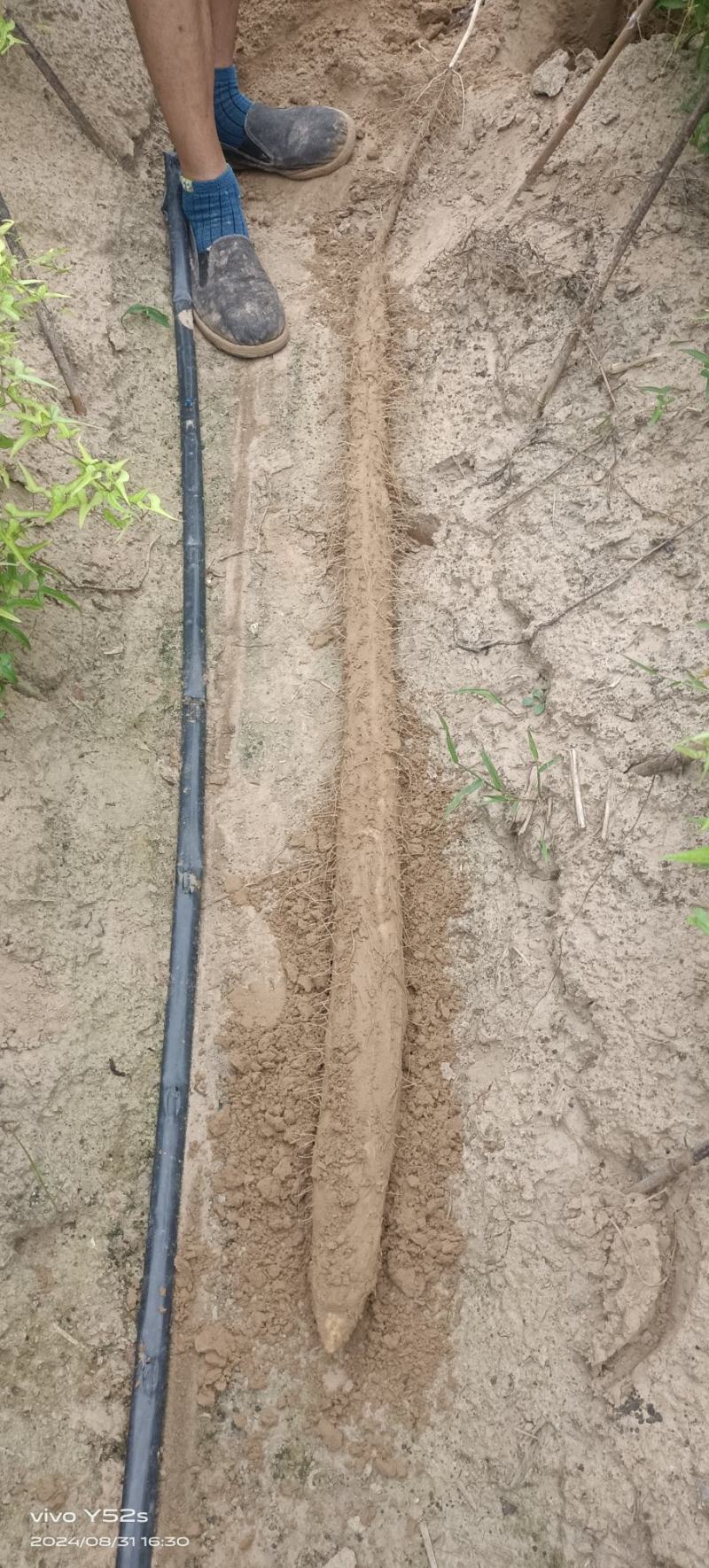 白玉山药