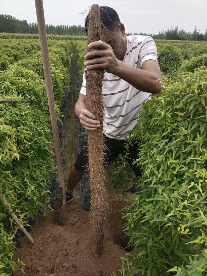 白玉山药