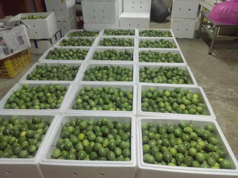 黄金百香果新鲜采摘的量大价格优惠