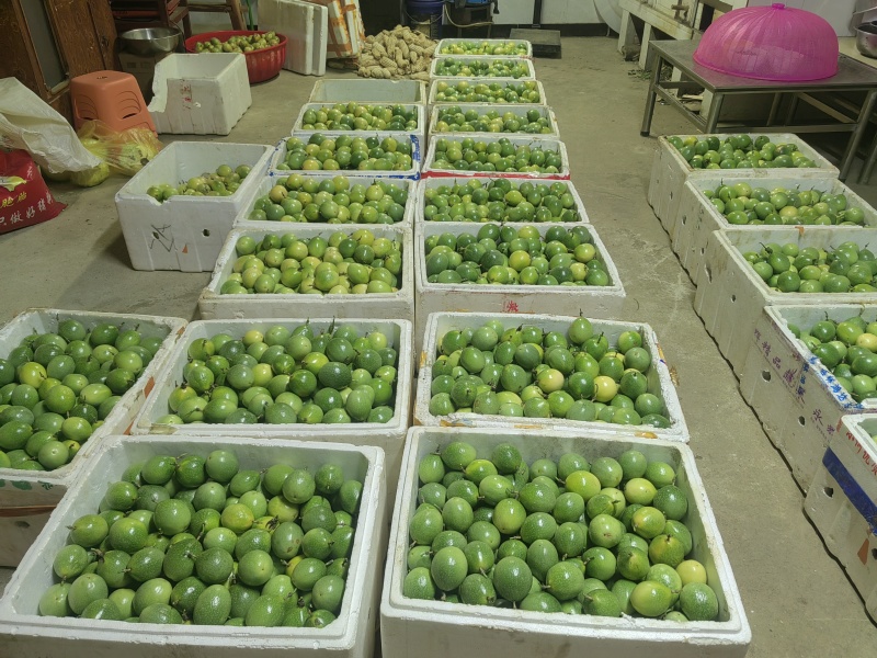 黄金百香果新鲜采摘的量大价格优惠
