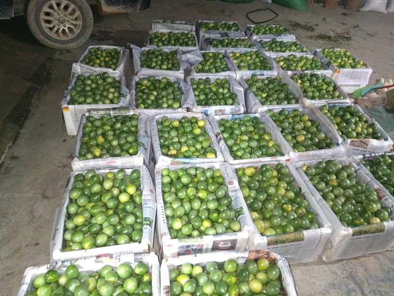 黄金百香果新鲜采摘的量大价格优惠
