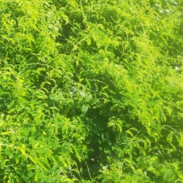 相思藤茶鸡骨草纯晒干相思叶相思茶