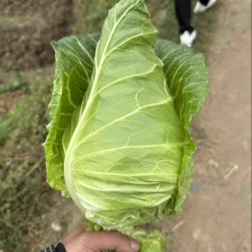 鸡心白三台鸡心白牛心白都有