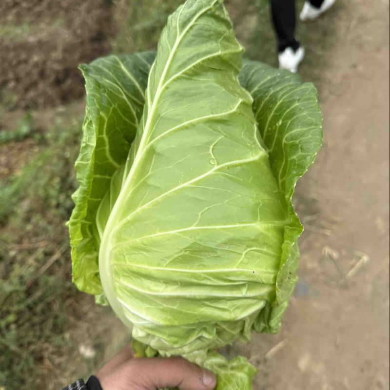 鸡心白三台鸡心白牛心白都有