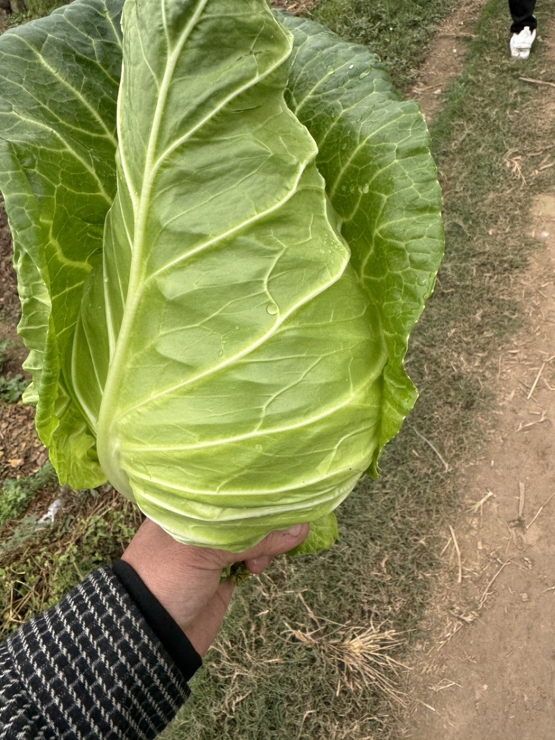 鸡心白三台鸡心白牛心白都有