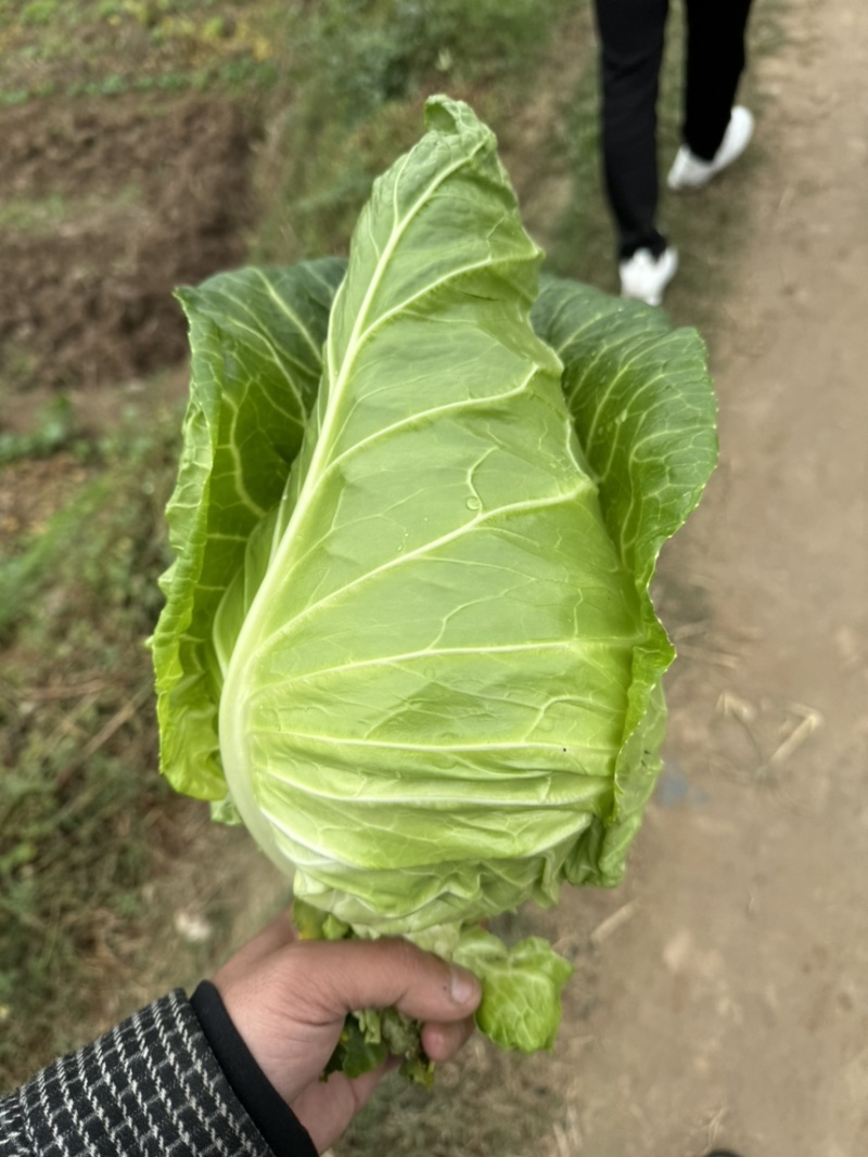 鸡心白三台鸡心白牛心白都有