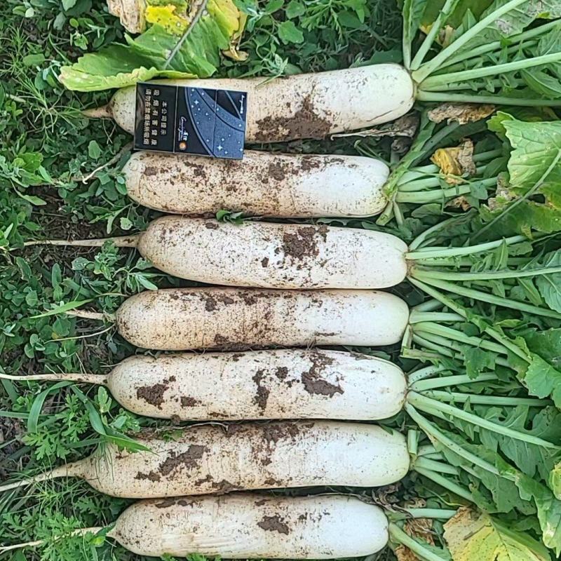 精品白萝卜大量上市，价格美丽，质量**，