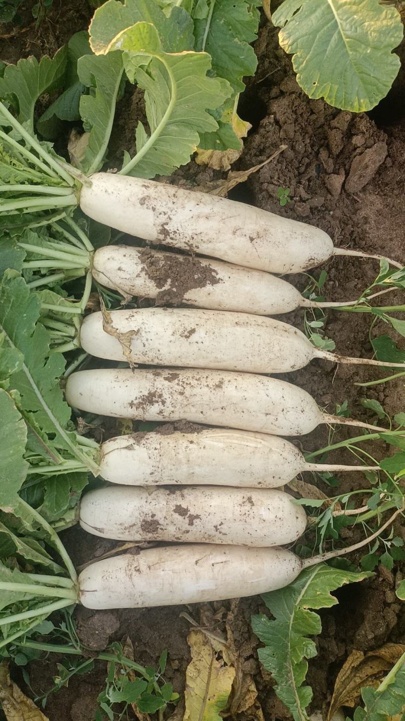 精品白萝卜大量上市，价格美丽，质量**，