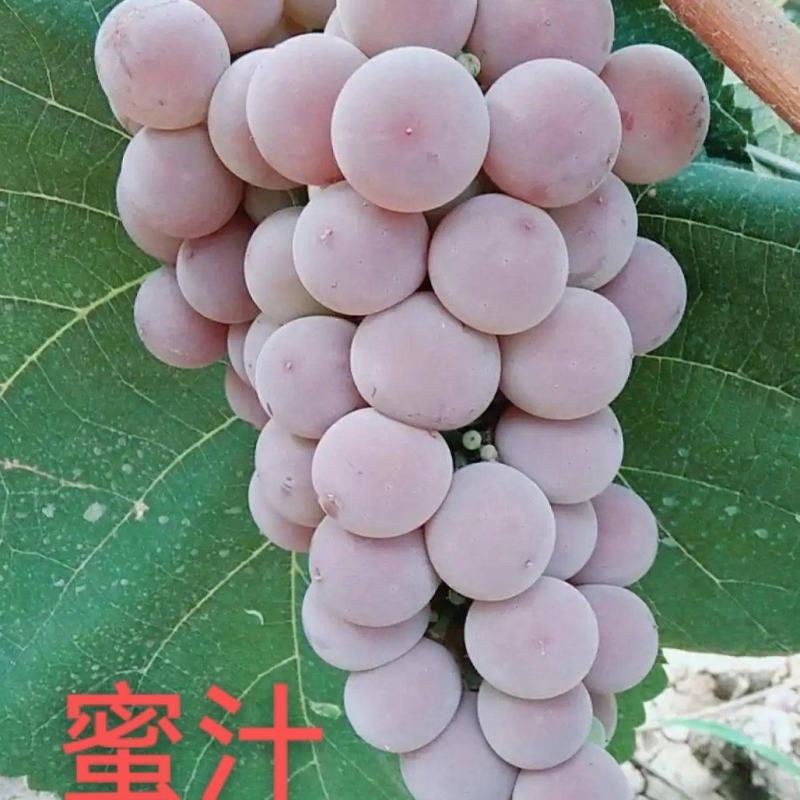蜜汁葡萄苗寒香蜜葡萄苗京亚葡萄苗夏黑葡萄苗