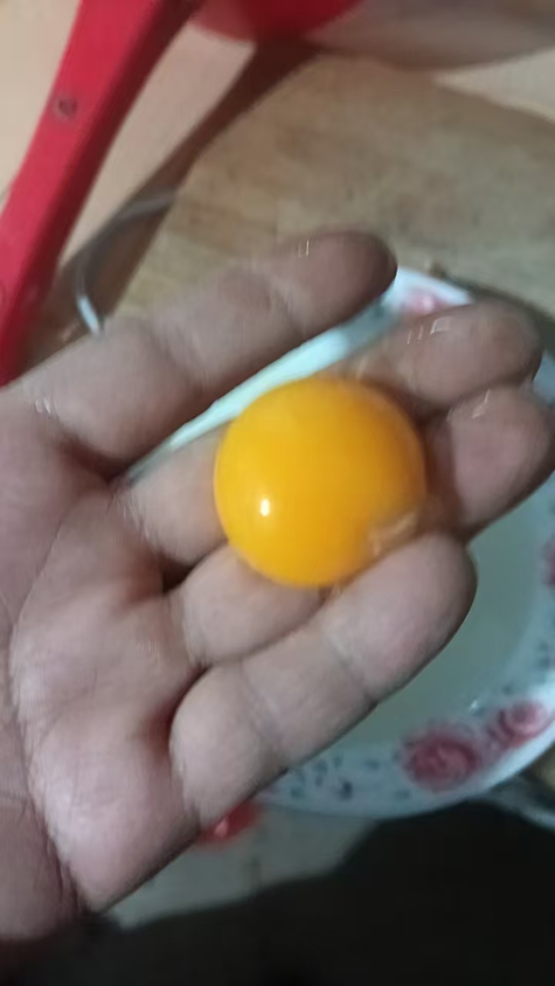 出售受精蛋，可孵化小鸡！