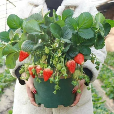 四季奶油草莓苗盆栽南方北方阳台水果庭院种植果树苗草莓大果