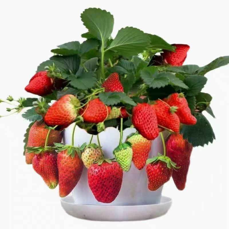 四季奶油草莓苗盆栽南方北方阳台水果庭院种植果树苗草莓大果